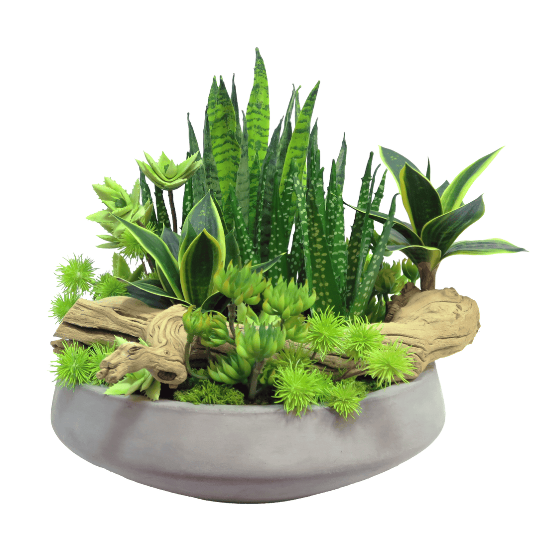 sansevieria aloe Aloe, Sansevieria, Succulents, Thistle and Driftwood in Concrete Bowl 14"H