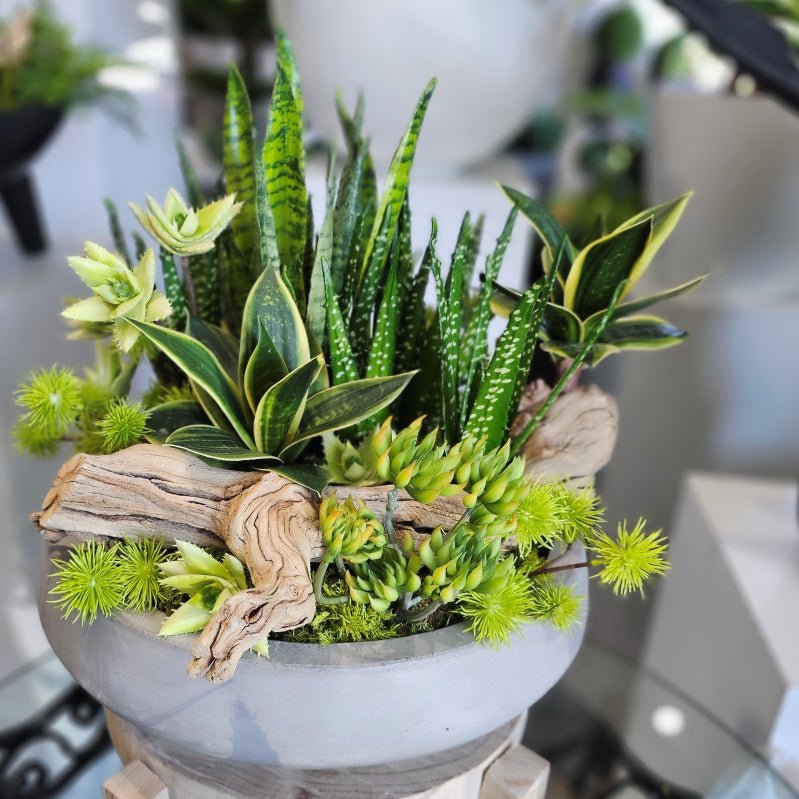 Aloe, Sansevieria, Succulents, Thistle and Driftwood in Concrete Bowl 14"H - LDF Silk