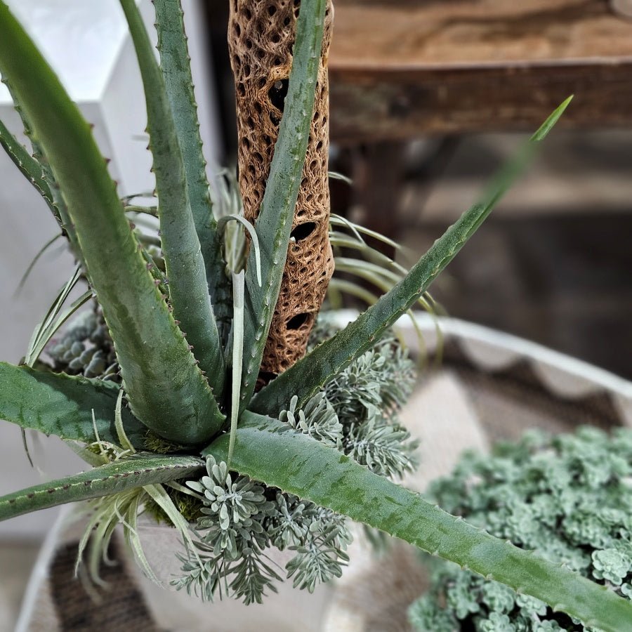 Aloe, Tillandsia, and Cholla Wood in Ceramic 32.5"H - LDF Silk