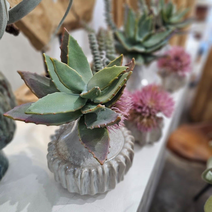 Aloe with Burro's Tail in Glazed Ceramic Vase 13"H - LDF Silk
