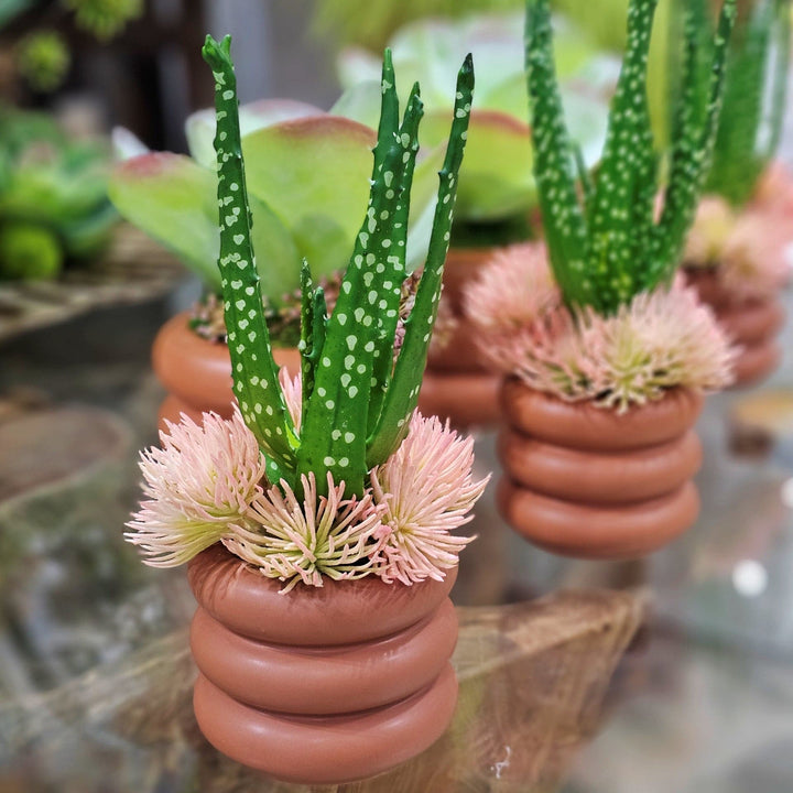 Aloe with Peach Succulents in Terra Cotta Ceramic 12"H - LDF Silk