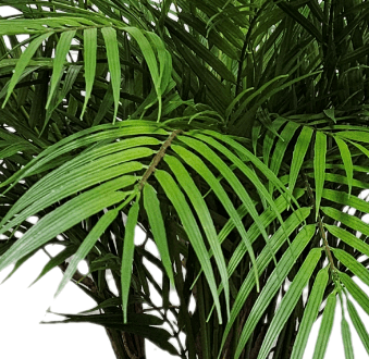 Areca Palm in Growers Pot FH: 35" - LDF SilkArtificial Flora