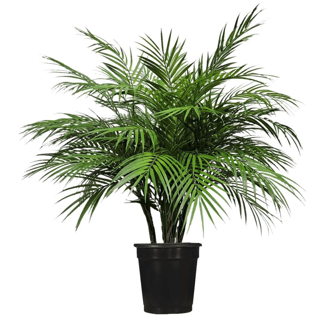 planter for areca palm Areca Palm in Growers Pot FH: 35"