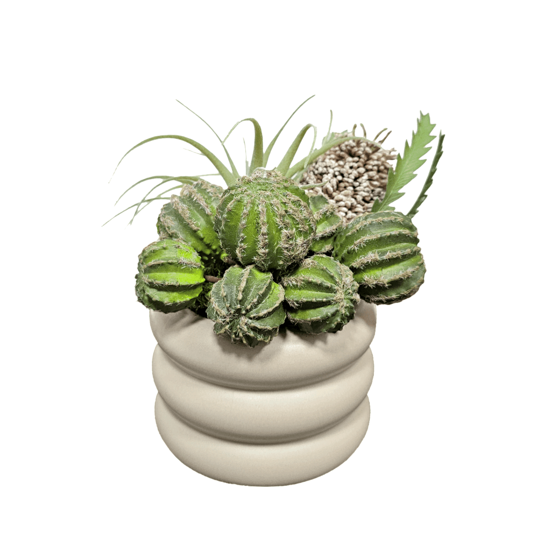 Barrel Cactus, Banksia and Tillandsia in Ceramic Container. FH: 7" - LDF Silk