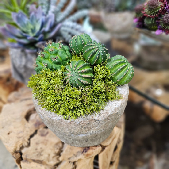 Barrel Cactus in Aged Stone 7"H - LDF Silk