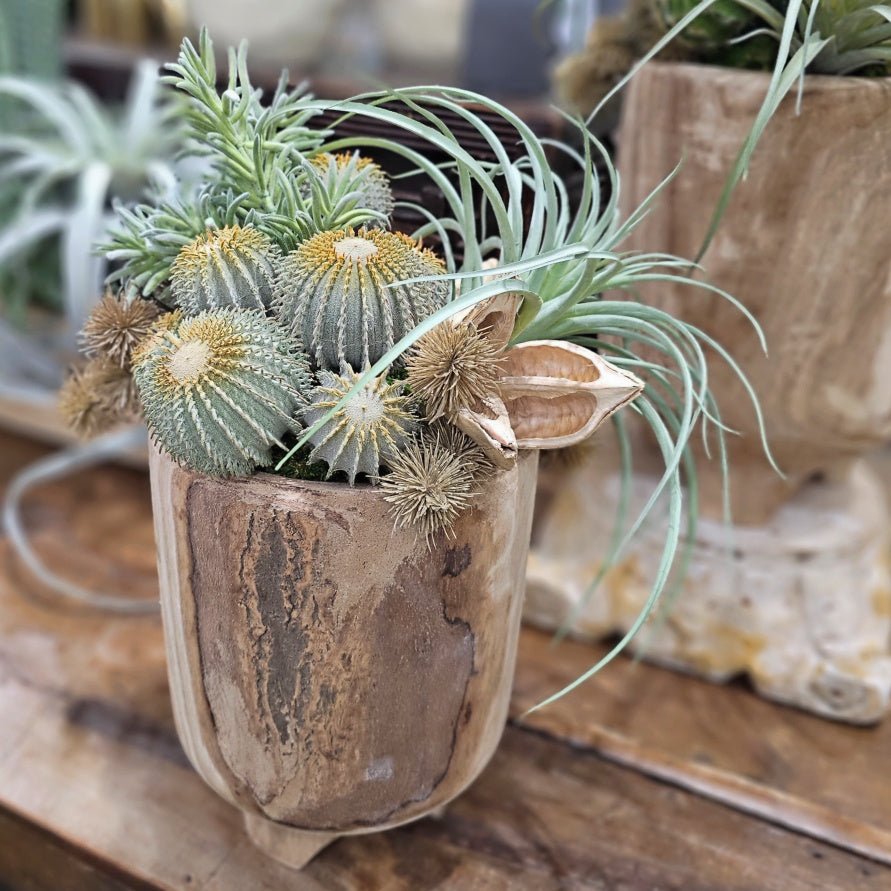 Barrel Cactus, Tillandsia and Sora Pods in Natural Wood 18"H - LDF Silk