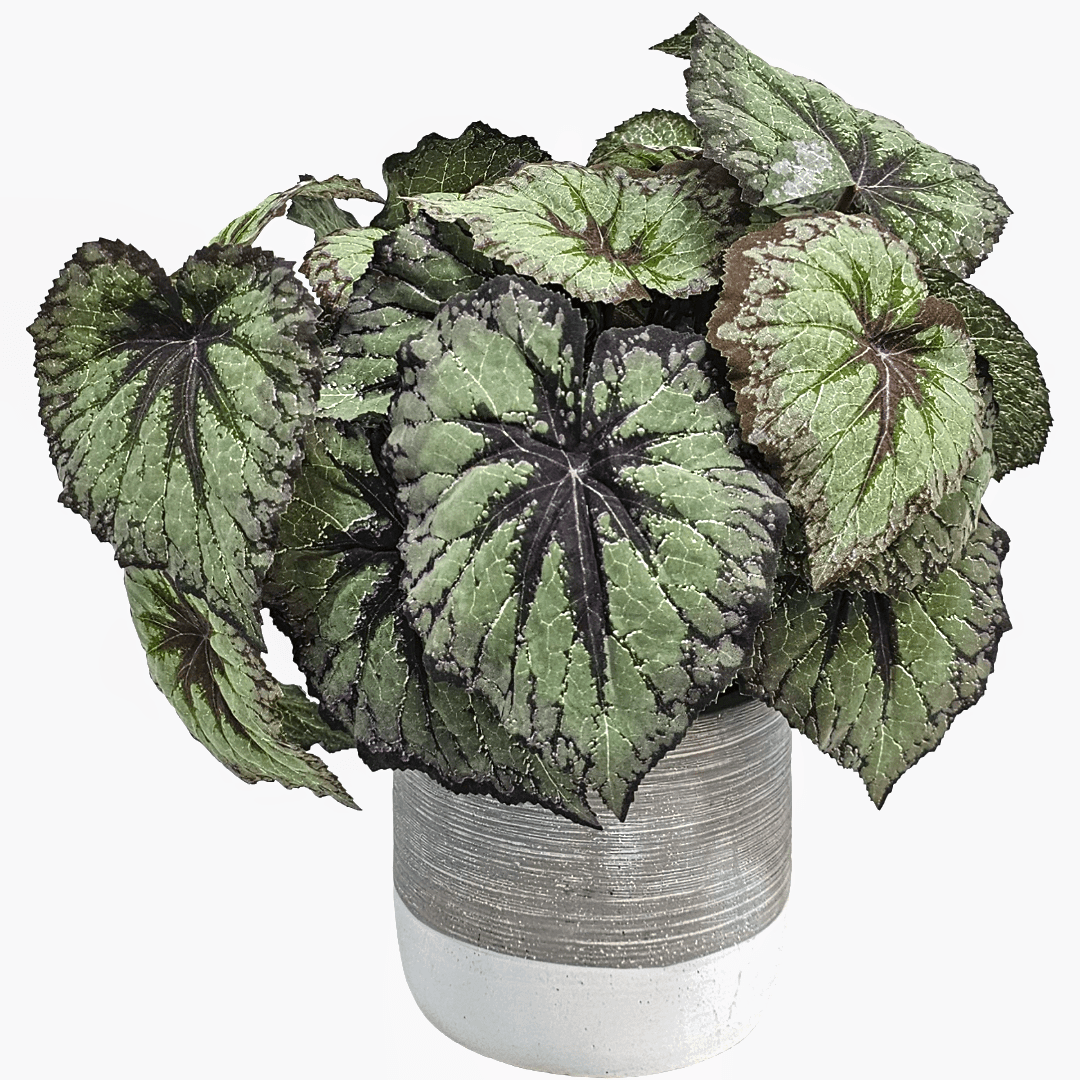 Begonia Leaf Bush in Cement Container 13.5"H x 12DIA - LDF Silk