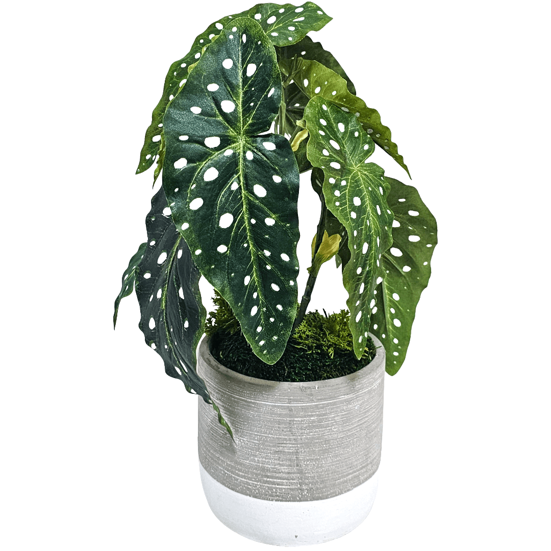Begonia Leaf Bush in Round Cement Container 15"H x 10"W x 7"D - LDF Silk