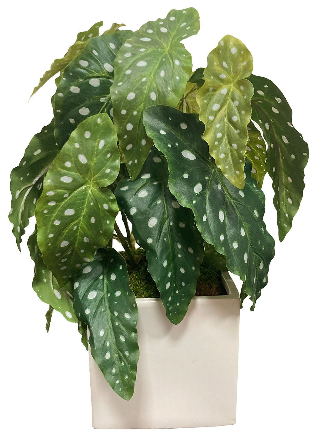 Begonia Leaf Plant in Container 19"H - LDF Silk