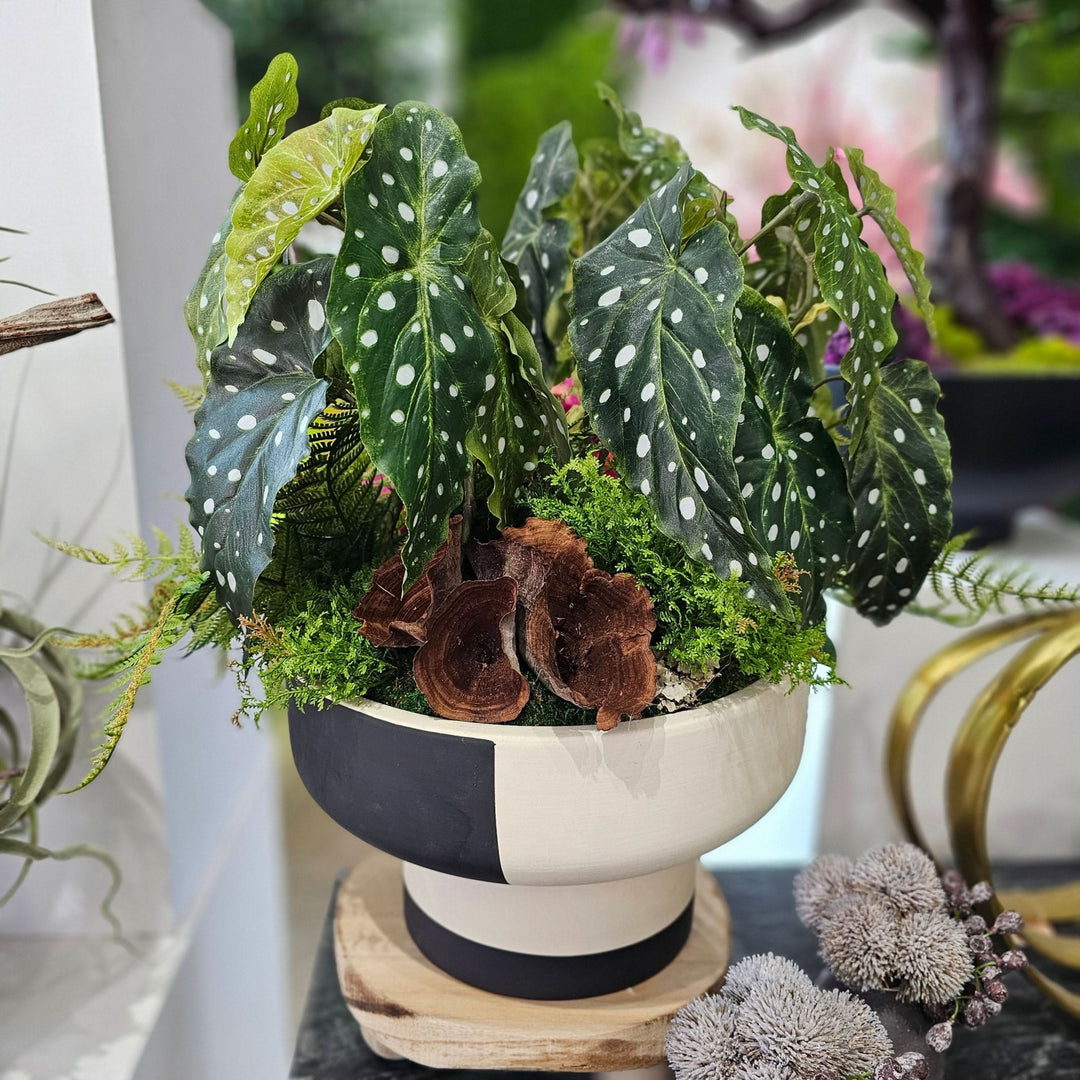 Begonia with Ferns and Calice in Footed Ceramic 22"H X 23"DIA - LDF Silk