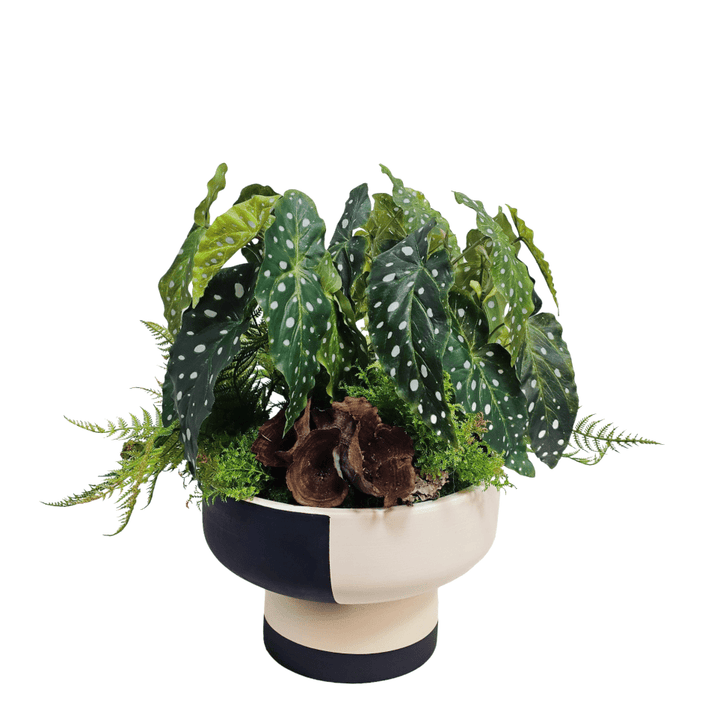 Begonia with Ferns and Calice in Footed Ceramic 22"H X 23"DIA - LDF Silk