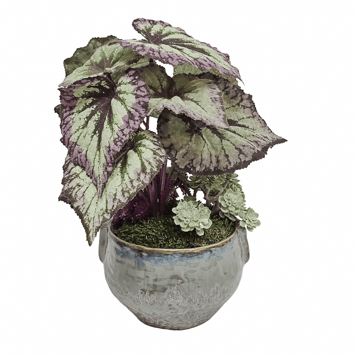 Begonia with Sedum in Ceramic 12"H - LDF Silk