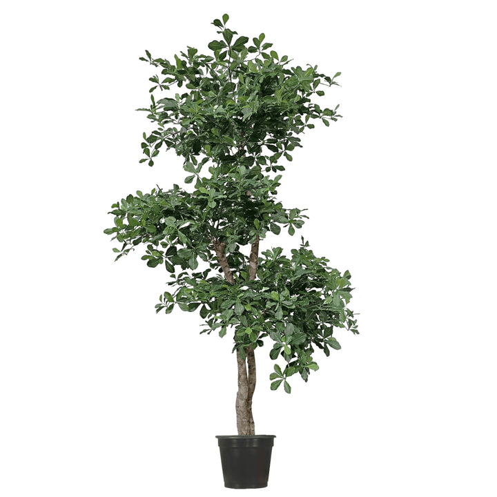 Black Olive Tree (no fruit) Multi Trunk Ladder Style in Grow Pot (shown 5.5'H - other sizes available) - LDF SilkArtificial Flora