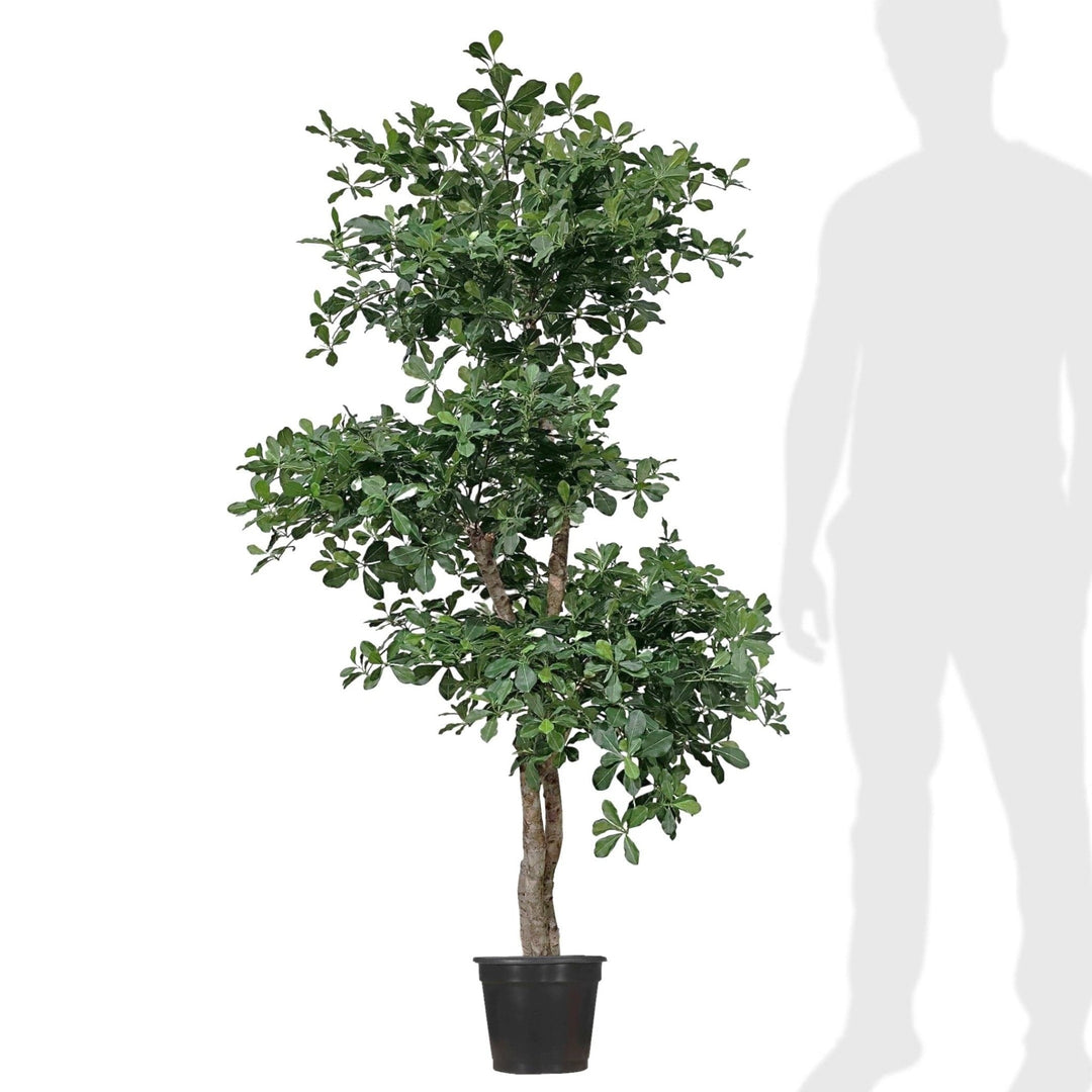 olive tree plant pot size Black Olive Tree (no fruit) Multi Trunk Ladder Style in Grow Pot (shown 5.5'H