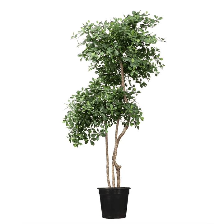 Black Olive Tree (no fruit) Multi Trunk Ladder Style in Grow Pot (shown 5.5'H - other sizes available) - LDF SilkArtificial Flora
