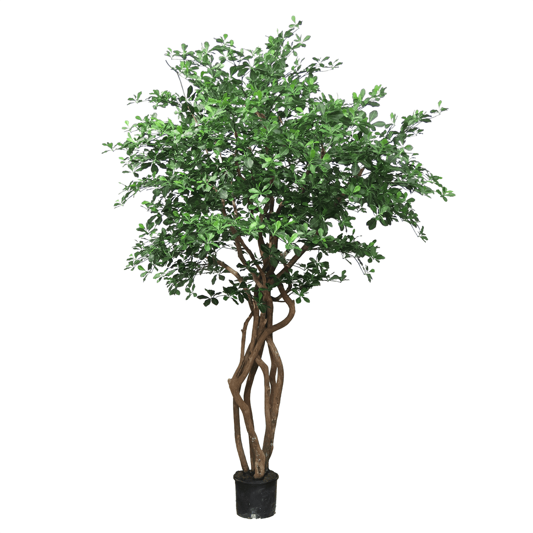 Black Olive Tree on Multi Trunks in Grow Pot - Various sizes available - LDF SilkArtificial Flora
