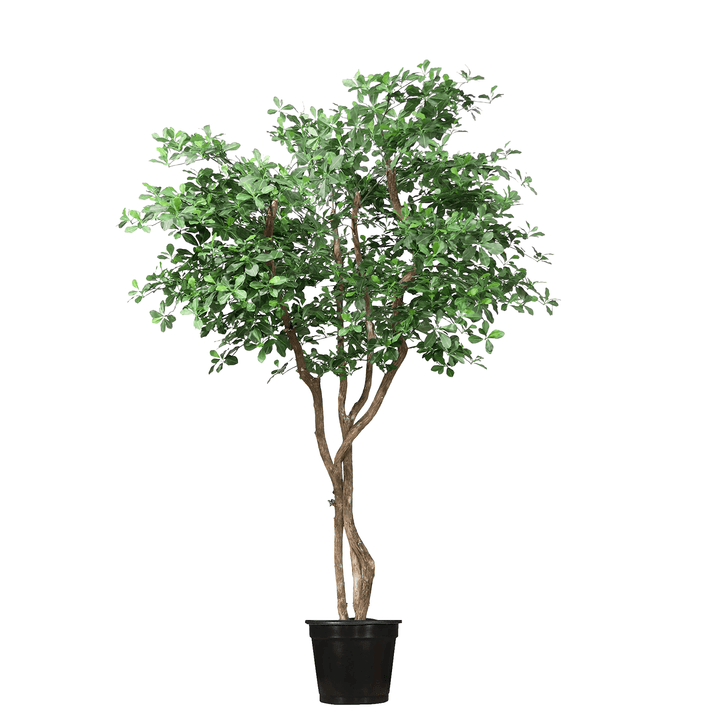 Black Olive Tree on Multi Trunks in Grow Pot - Various sizes available - LDF SilkArtificial Flora