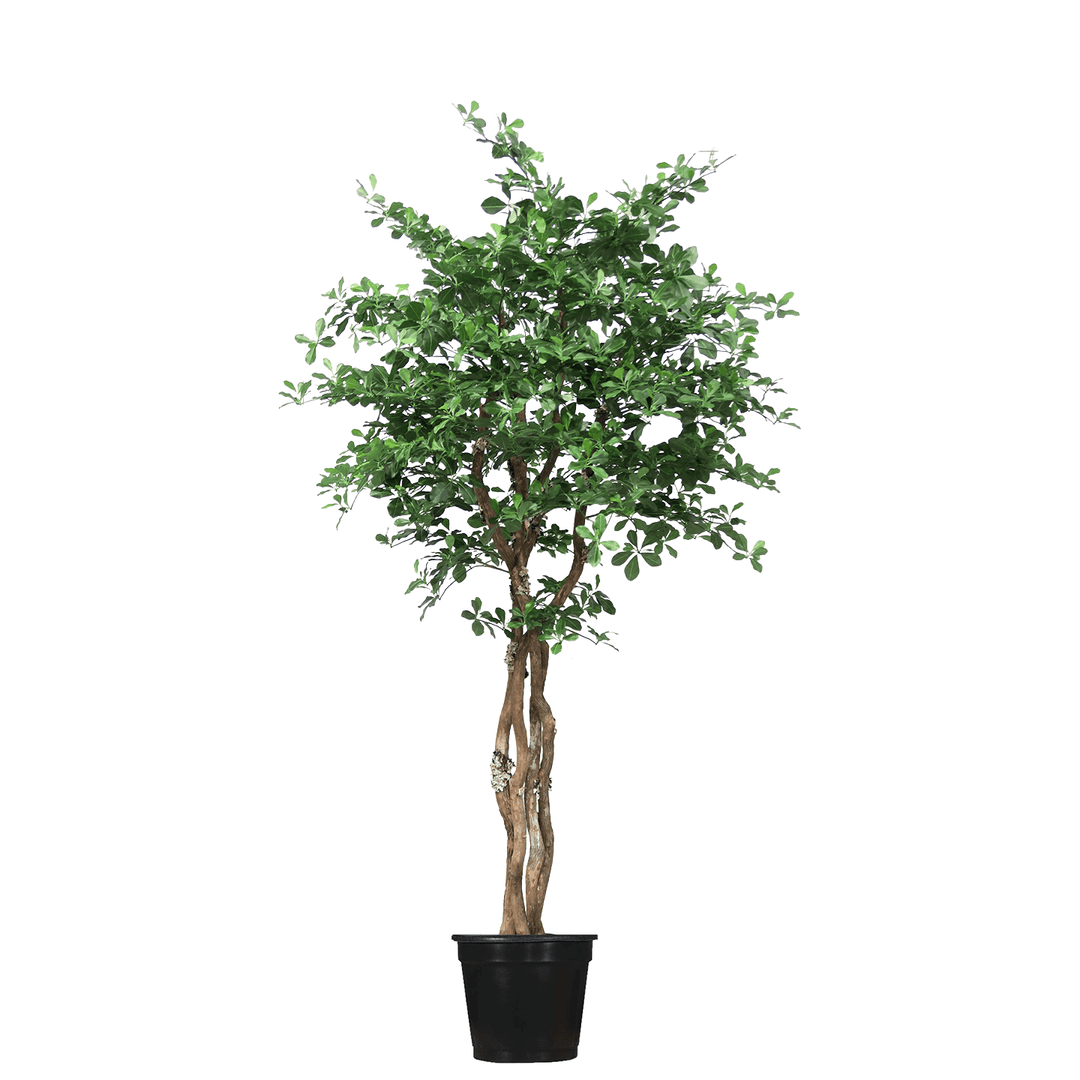 Black Olive Tree on Multi Trunks in Grow Pot - Various sizes available - LDF SilkArtificial Flora