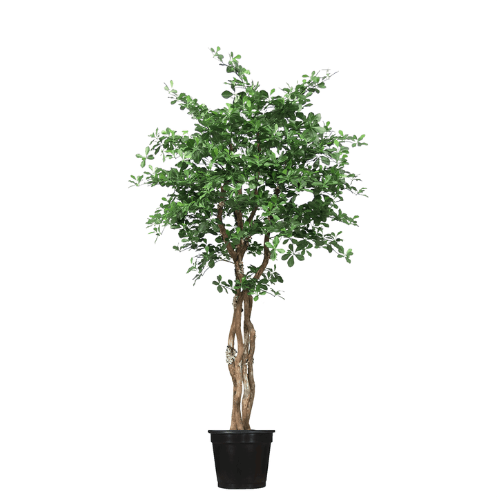 Black Olive Tree on Multi Trunks in Grow Pot - Various sizes available - LDF SilkArtificial Flora