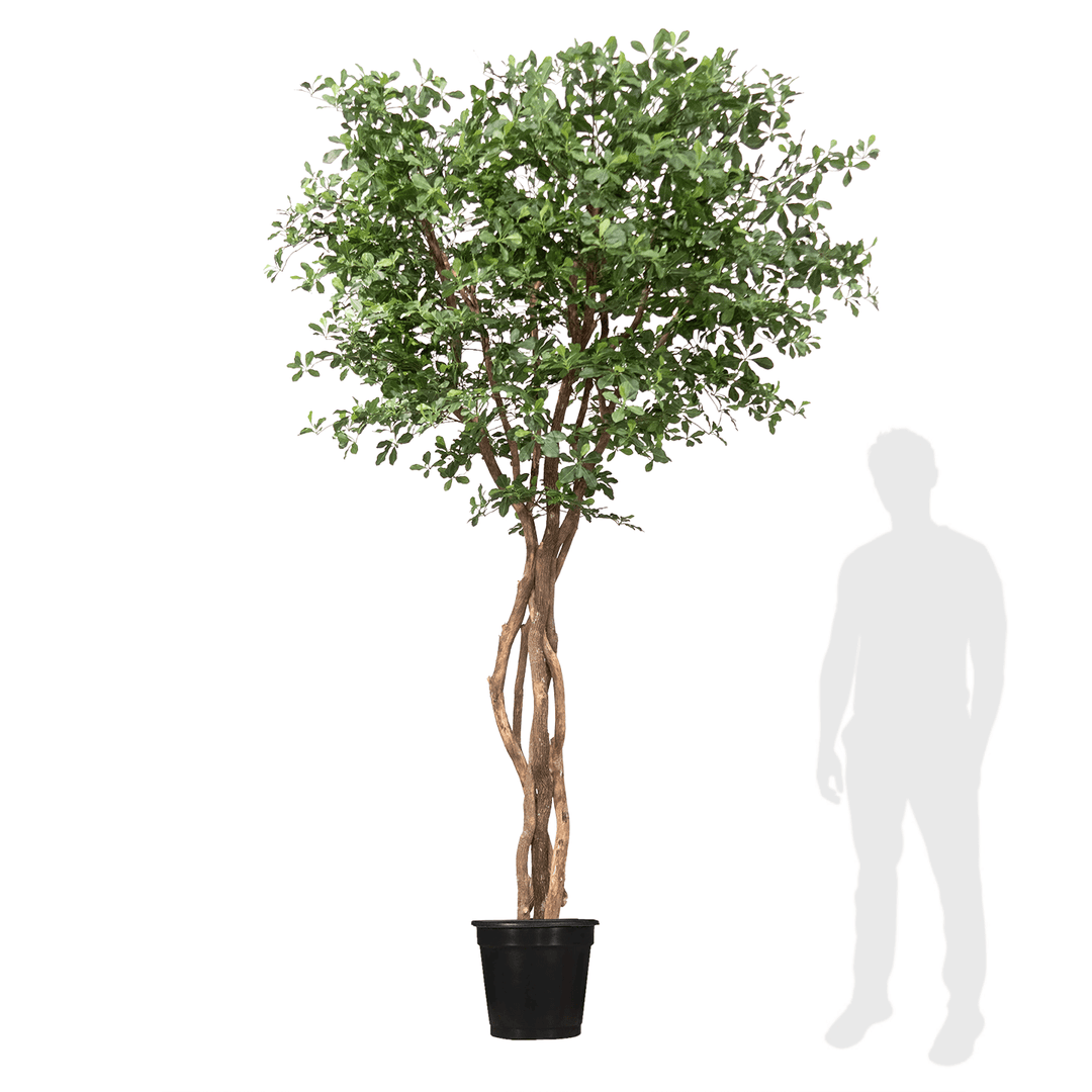 Black Olive Tree on Multi Trunks in Grow Pot - Various sizes available - LDF SilkArtificial Flora