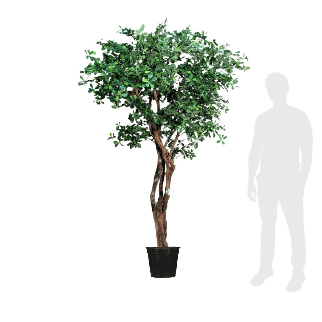 Black Olive Tree on Multi Trunks in Grow Pot - Various sizes available - LDF SilkArtificial Flora