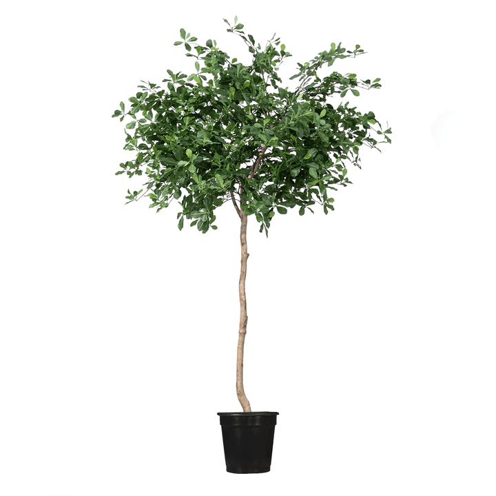 Black Olive Tree on Single Trunk in Growers Pot - Lollipop Style - Available in various sizes - LDF SilkArtificial Flora