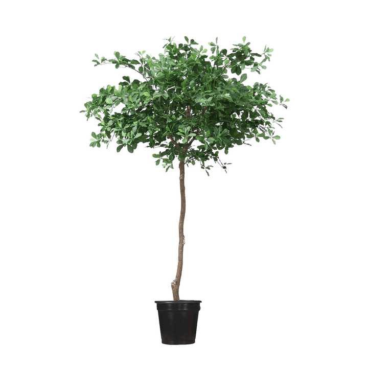 Black Olive Tree on Single Trunk in Growers Pot - Lollipop Style - Available in various sizes - LDF SilkArtificial Flora