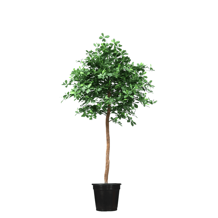Black Olive Tree on Single Trunk in Growers Pot - Lollipop Style - Available in various sizes - LDF SilkArtificial Flora