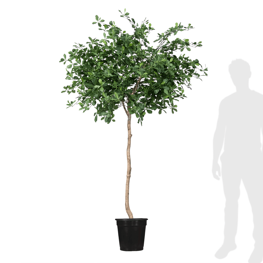 Black Olive Tree on Single Trunk in Growers Pot - Lollipop Style - Available in various sizes - LDF SilkArtificial Flora