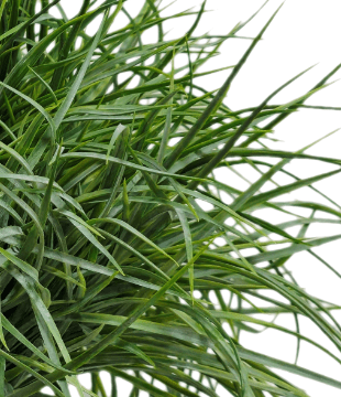 Blue Green Grass in Growers Pot FH: 25" - LDF SilkArtificial Flora