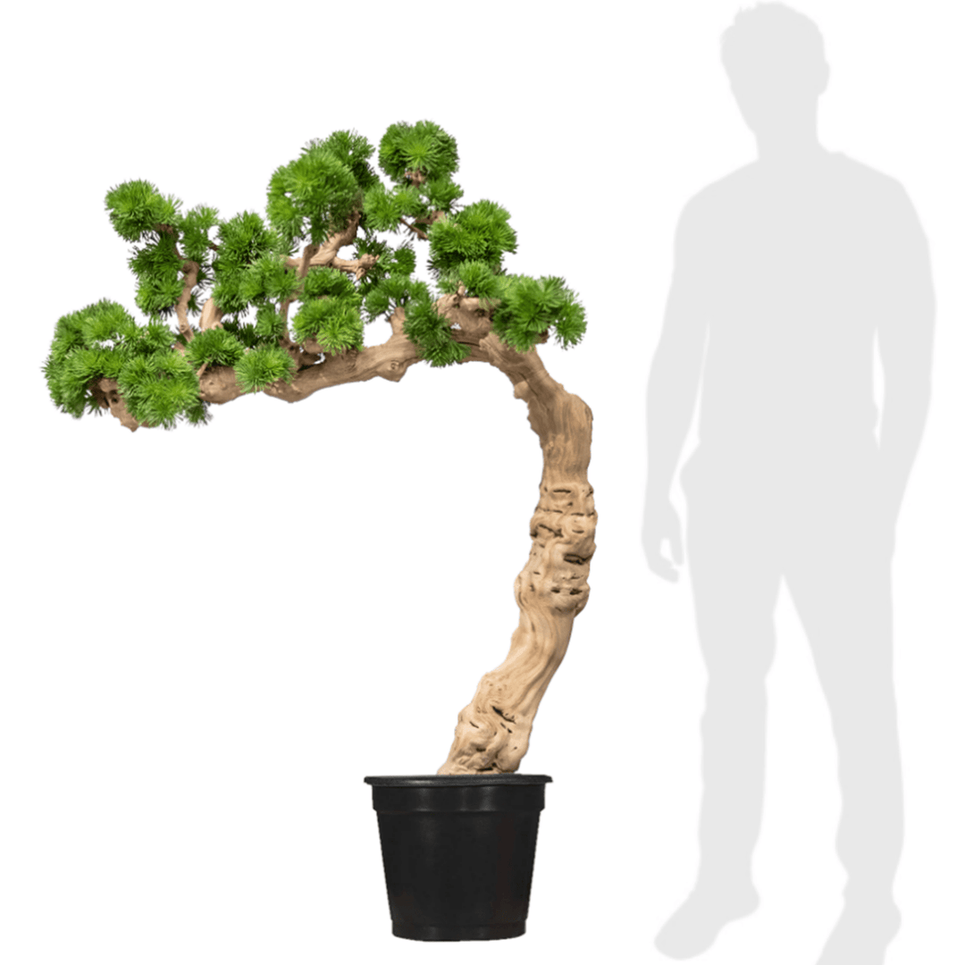 Bonsai with Spikey Grass on Grapewood in Growers Pot (shown 5' - 3"H - other sizes available) - LDF SilkArtificial Flora