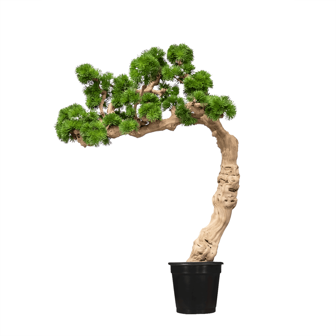 large potted bonsai tree Bonsai with Spikey Grass on Grapewood in Growers Pot (shown 5'-3"H