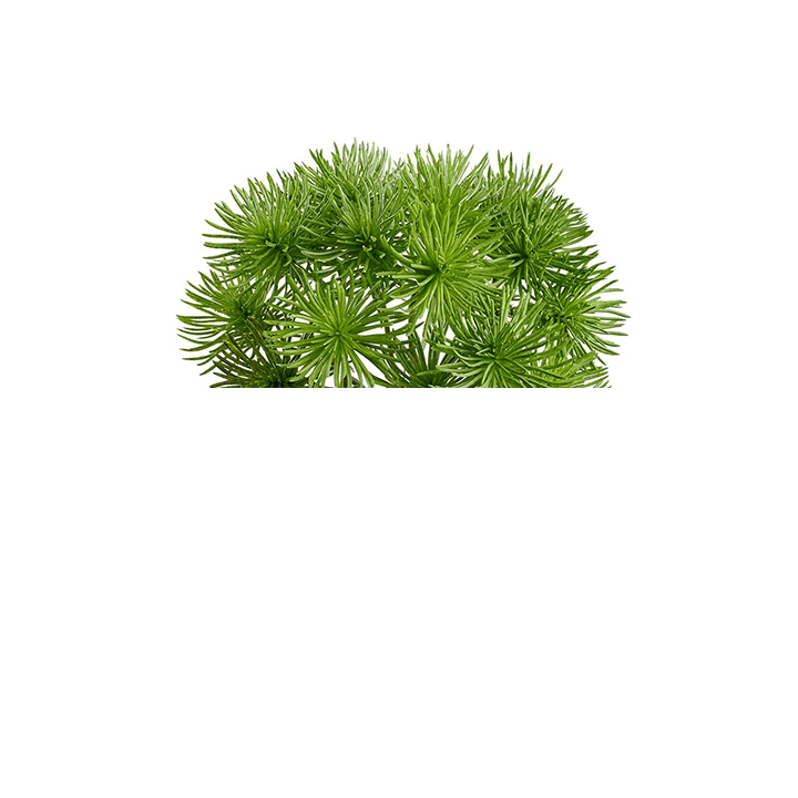 Bonsai with Spikey Grass on Grapewood in Growers Pot (shown 5' - 3"H - other sizes available) - LDF SilkArtificial Flora