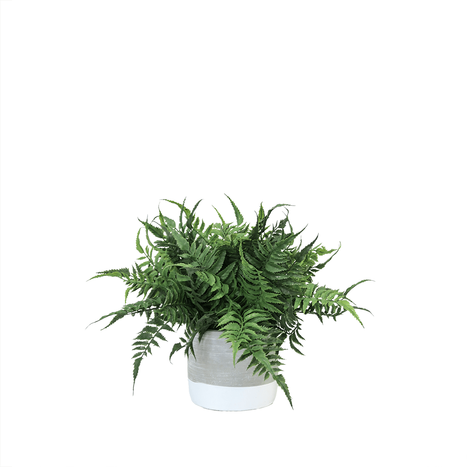 Boston Fern in Cement Round 13"H - LDF Silk