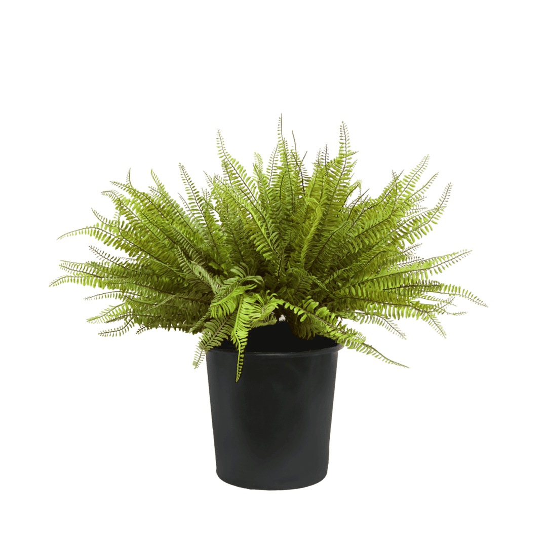 Boston Fern in Grow Pot 27"H - LDF Silk