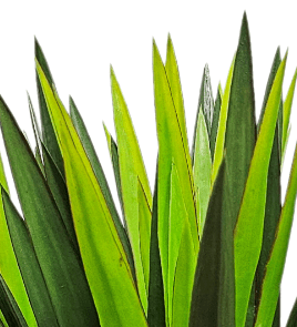 Brazil Yucca in Growers Pot 28" - LDF SilkArtificial Flora