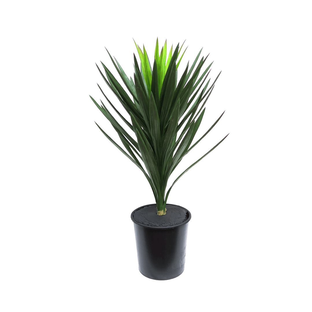 Brazillian Yucca in Grow Pot 42"H - LDF Silk
