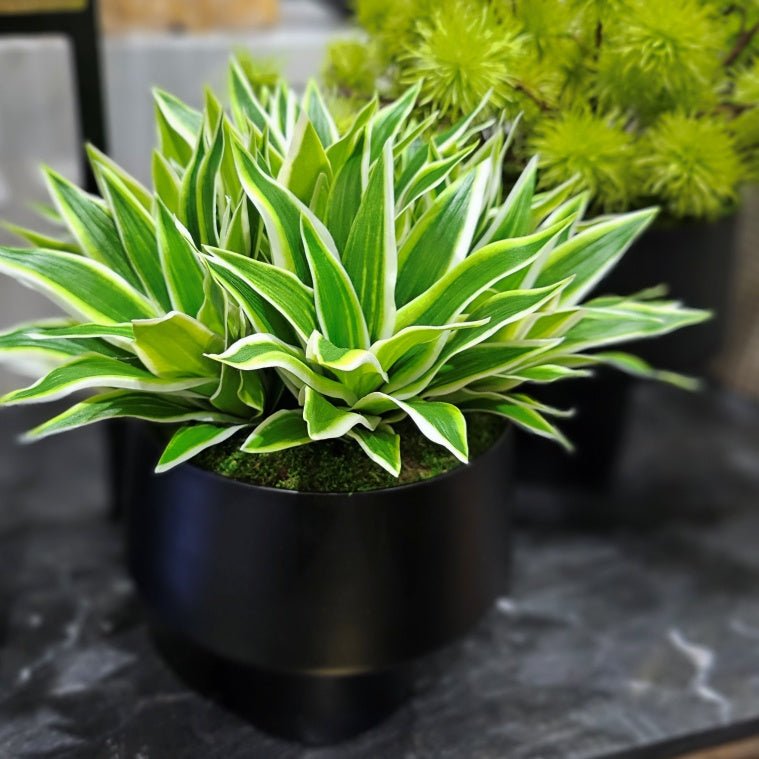 Bright Succulents in Metal Footed Container 12"H - LDF Silk