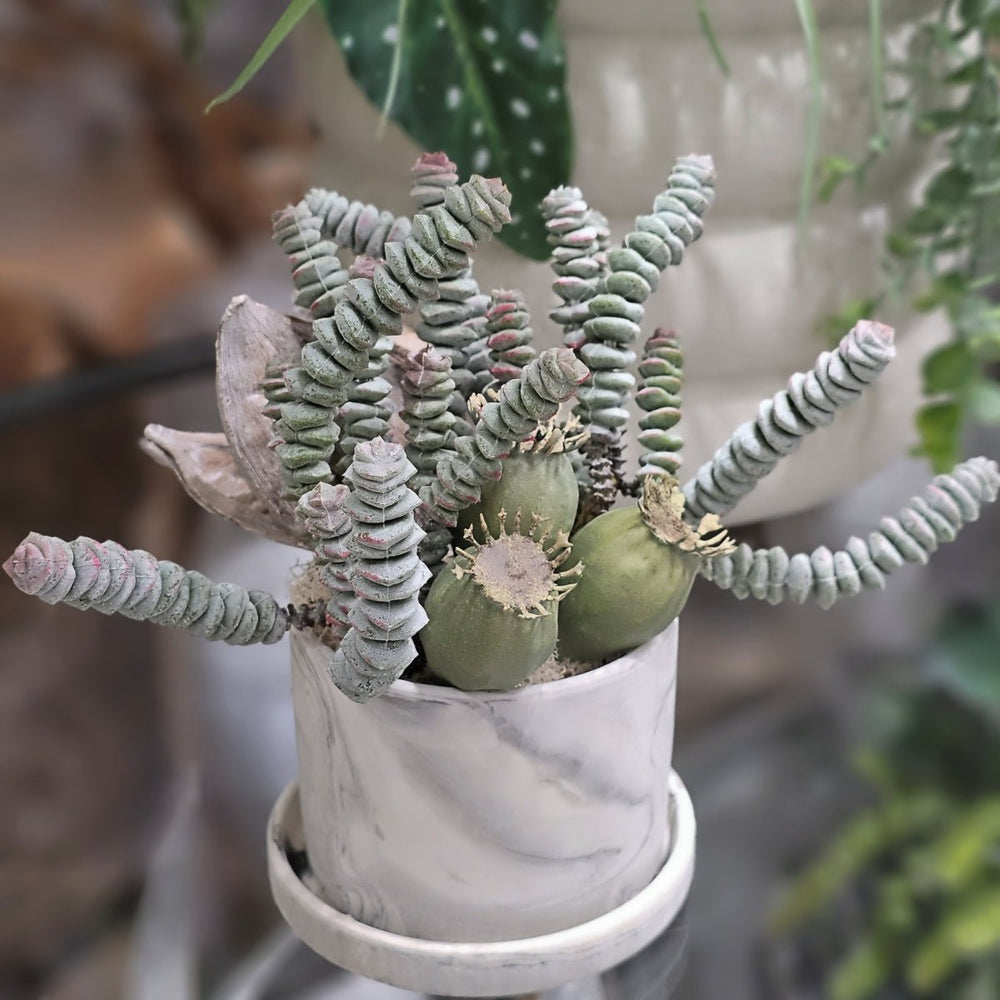 Burros Tail Succulents with Various Pods in Ceramic Container. FH: 8"H - LDF SilkArtificial Flora