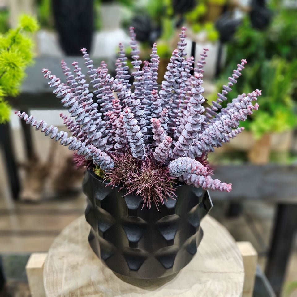 Burro's Tail with Spikey Flowers in Textured Ceramic 16"H - LDF Silk