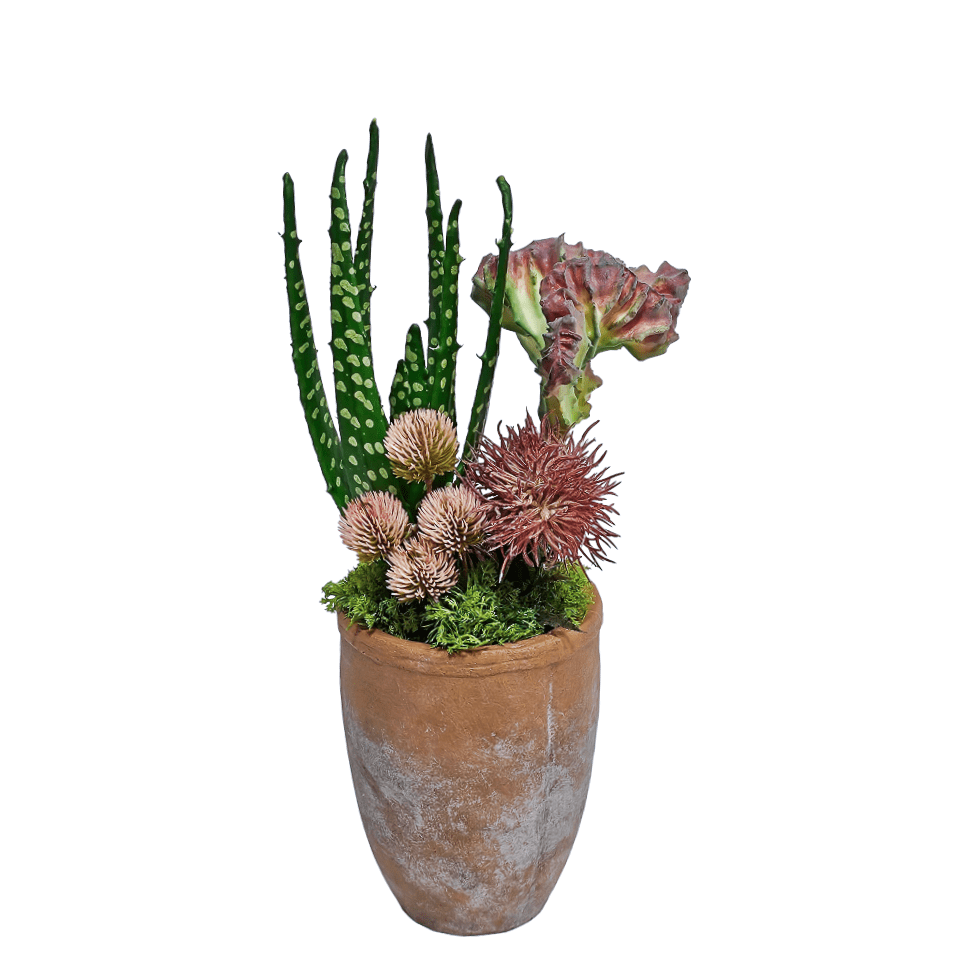 Cactus, Aloe, and Thistle Spray in Terracotta Container. 15"H - LDF Silk