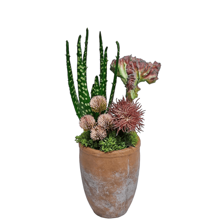 Cactus, Aloe, and Thistle Spray in Terracotta Container. 15"H - LDF Silk