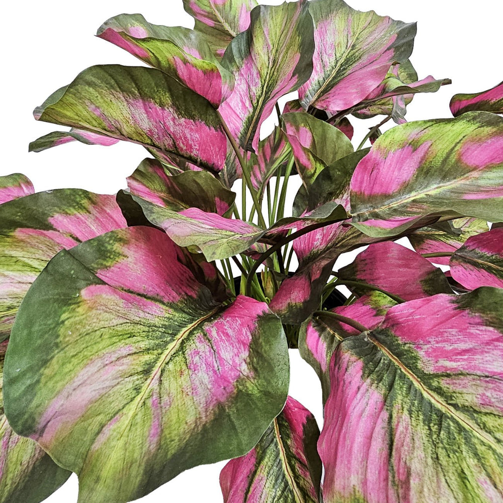 Calathea Plant in Growers Pot. FH: 24"H - LDF SilkArtificial Flora