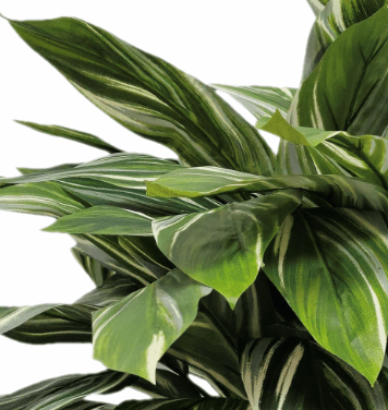 Cordyline Plant in Growers Pot FH: 29" - LDF SilkArtificial Flora