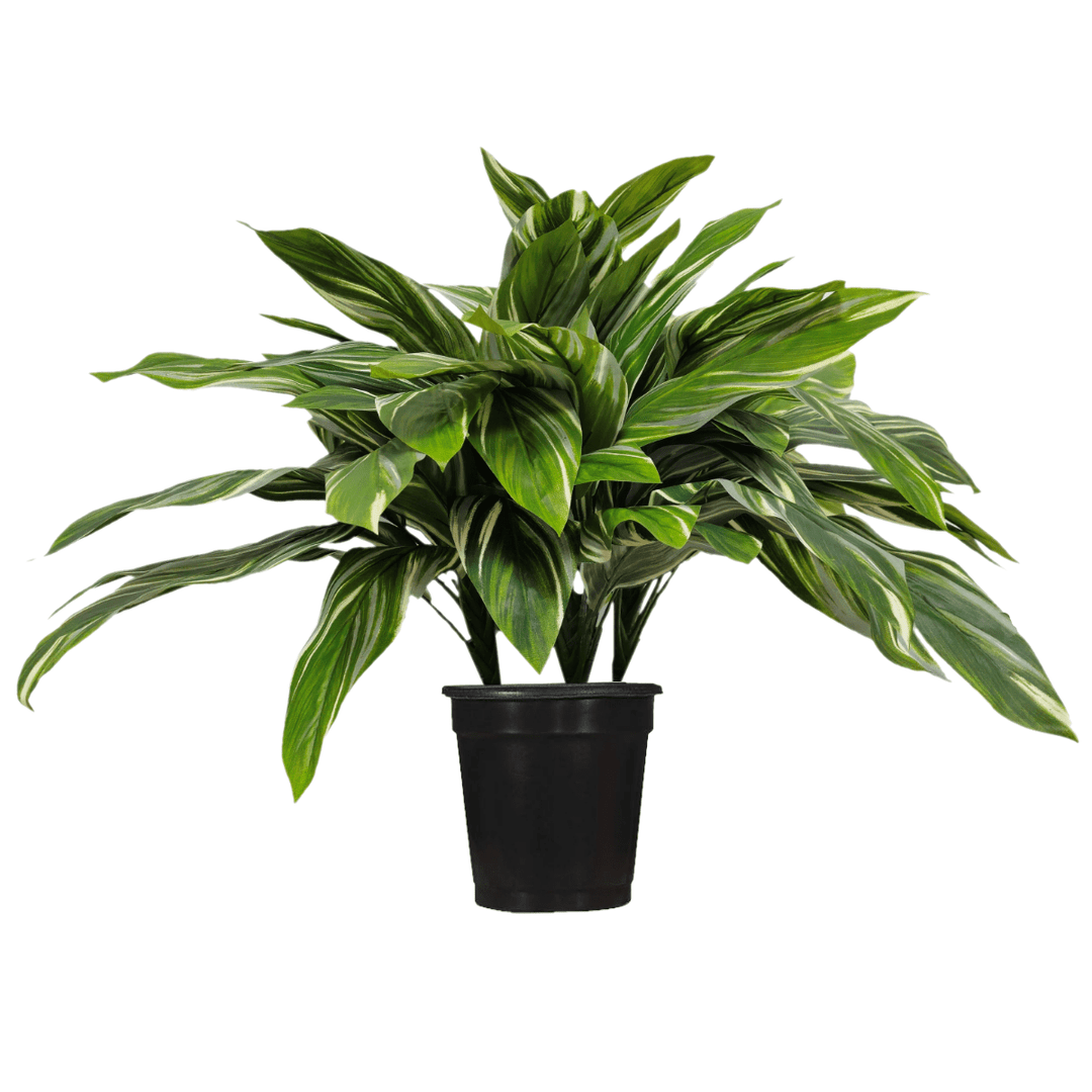 cordyline pot plant Cordyline Plant in Growers Pot FH: 29" – LDF Silk