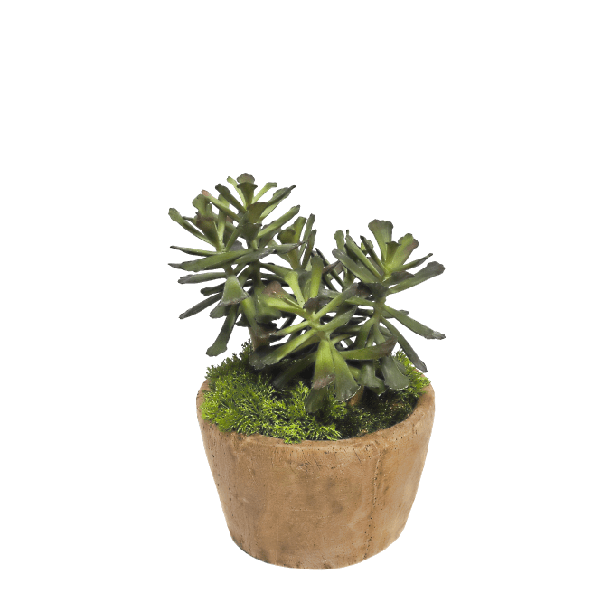 Crassula Succulent in Wood Bowl 11"H 9.5"W x 9"D - LDF Silk