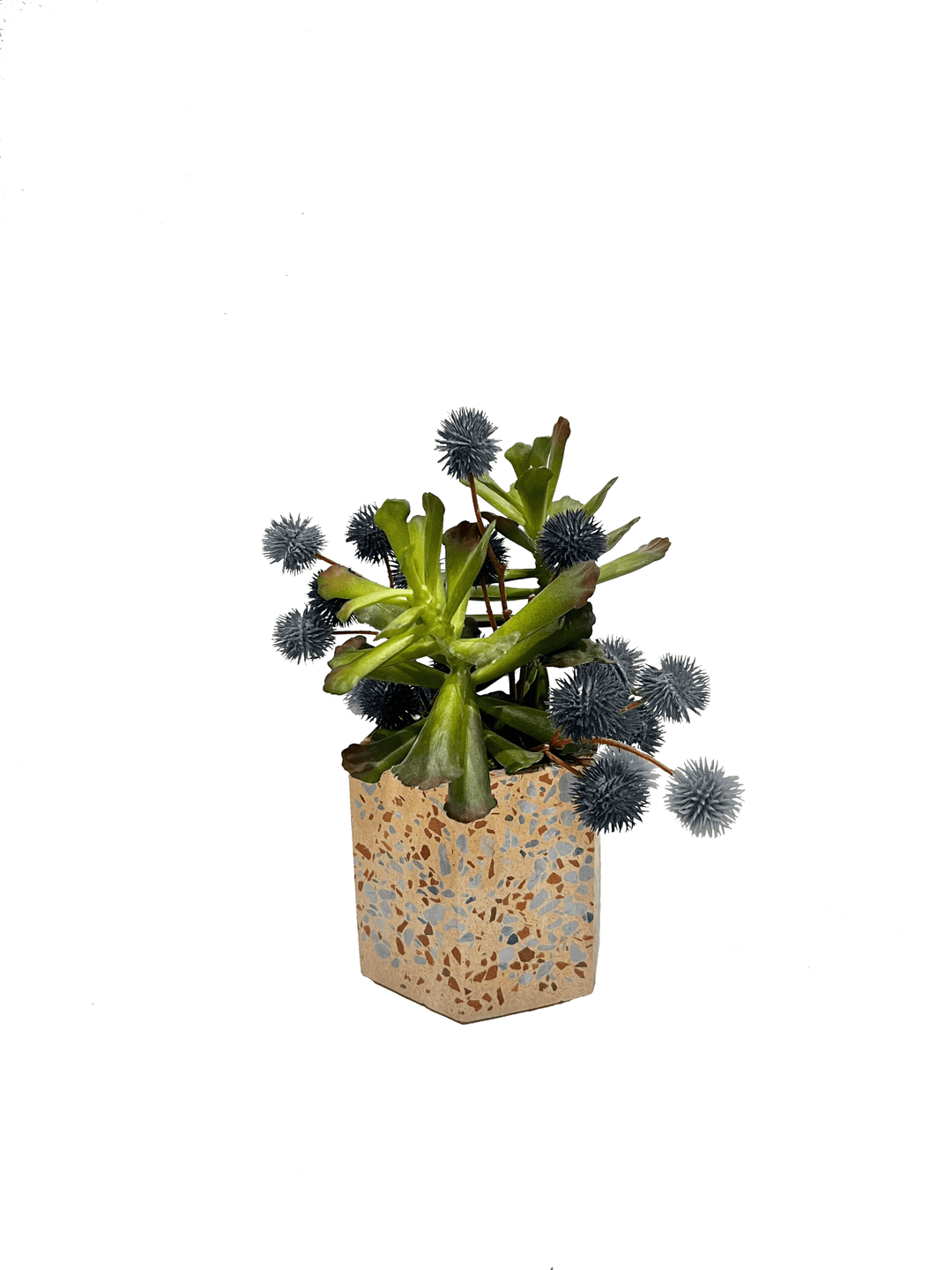 Crassula Succulent with Thistle in Planter 8"H - LDF SilkSucculent