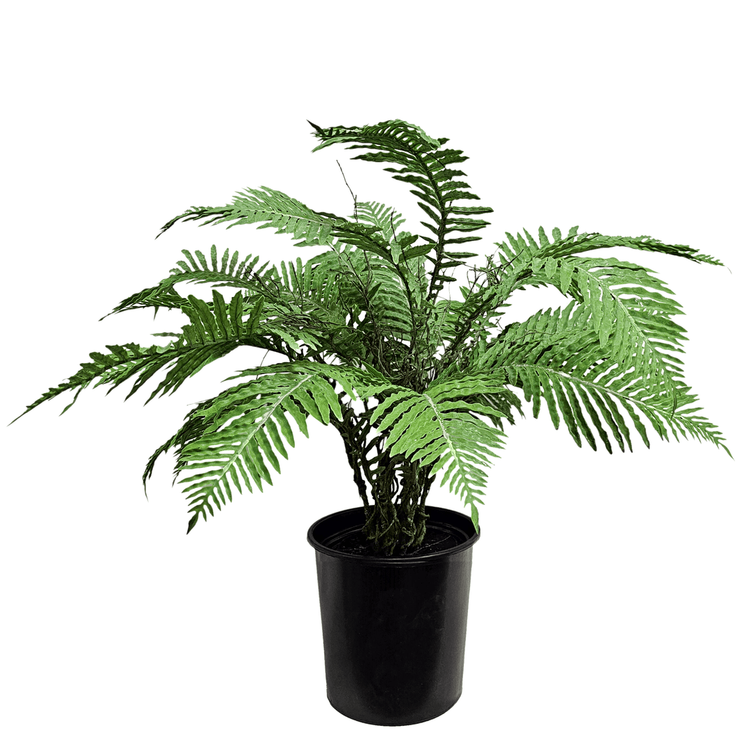 palm fern plant Cycas Palm leaf in Grow Pot 33"H – LDF Silk