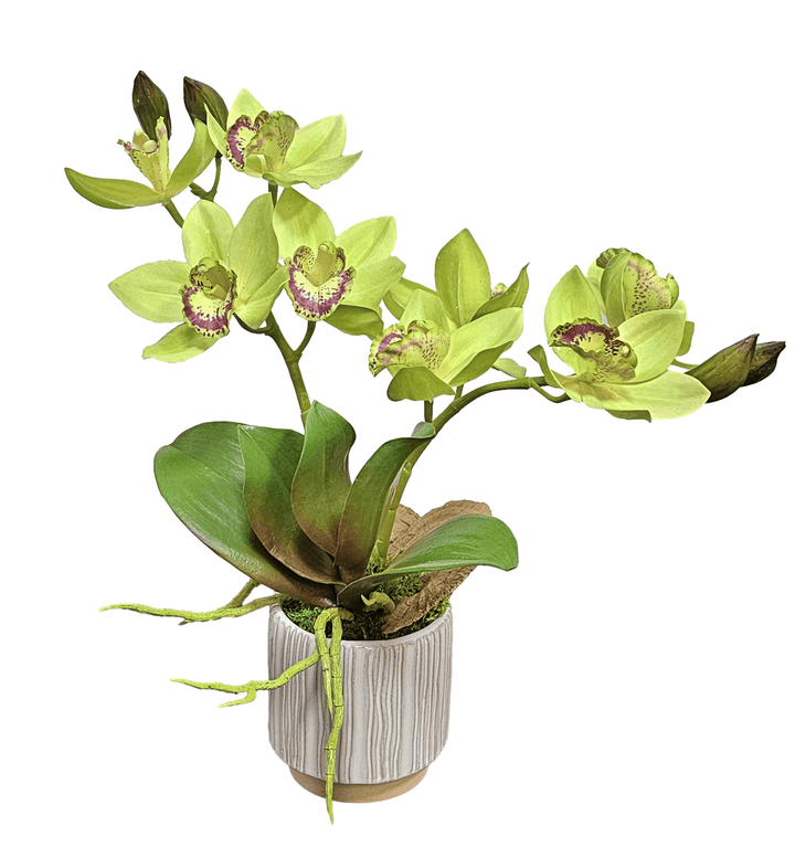 Cymbidium Orchid in Ribbed Ceramic 17"H - LDF Silk