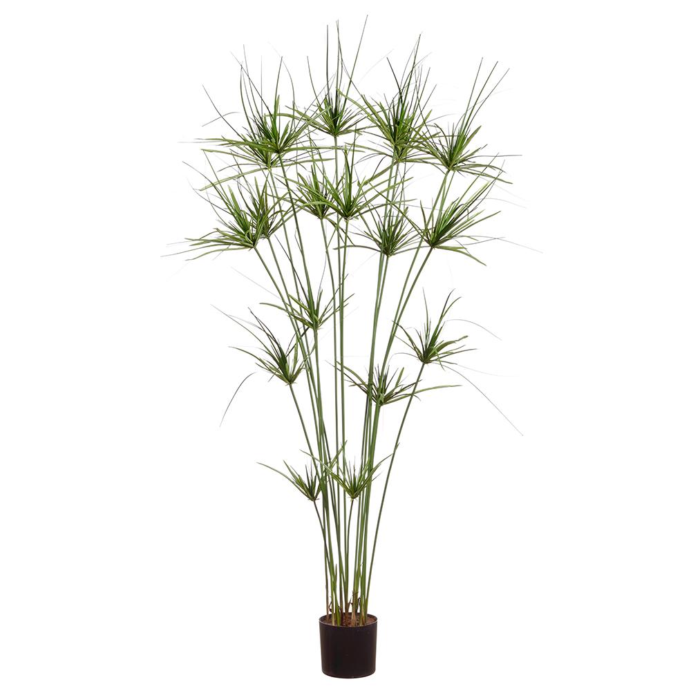 Cyperus Papyrus Plant in Growers Pot 63"H - LDF Silk